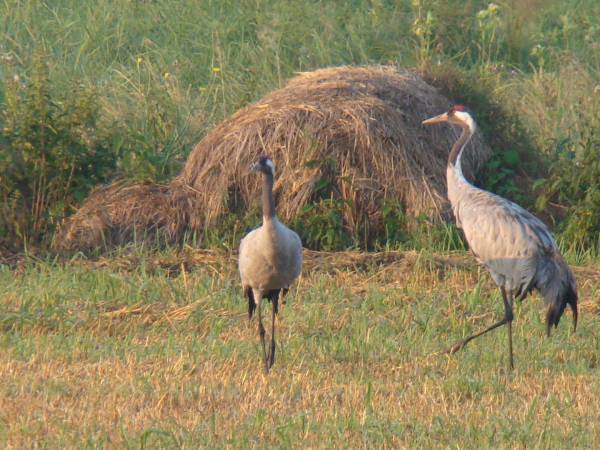 Dom Pod Lipami - Barbara i Leszek Kowalscy