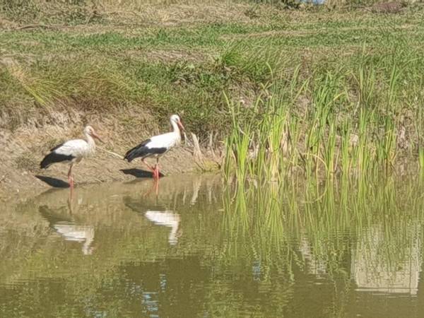 Domek Letniskowy Nad Stawem - Mazury