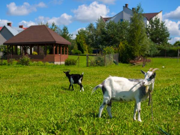 Ekologiczne Gospodarstwo Agroturystyczne Jaćwing