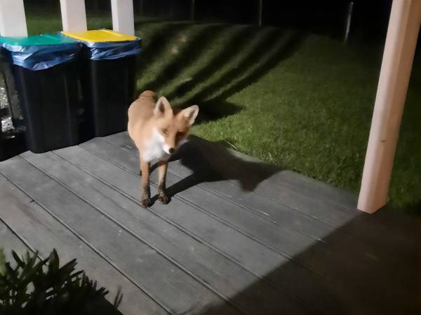 nasz zaprzyjaźniony lisek