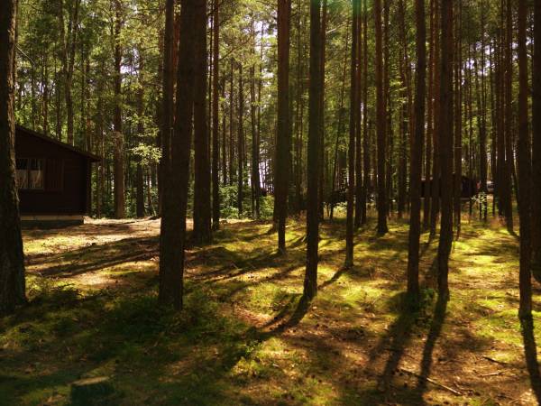Wpadnij do lasu , domki nad jeziorem 