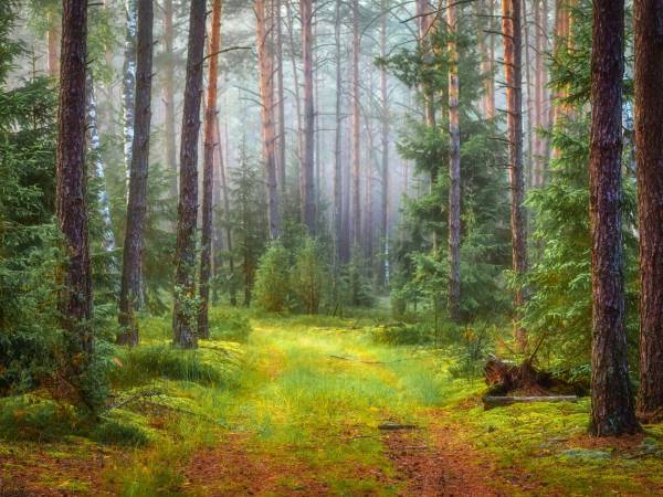 Wpadnij do lasu , domki nad jeziorem 