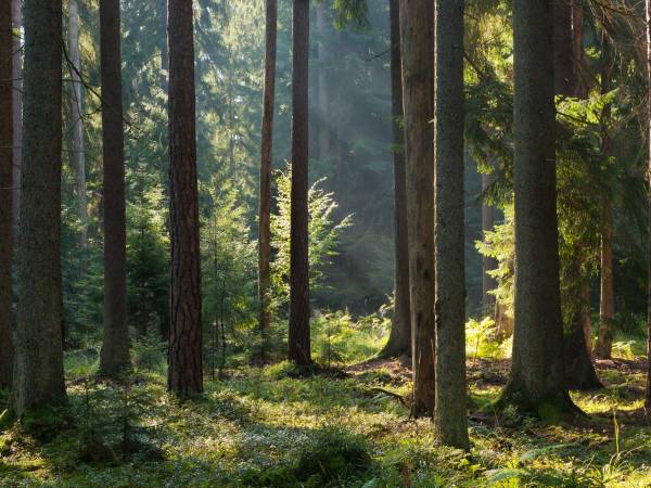 Wpadnij do lasu , domki nad jeziorem 