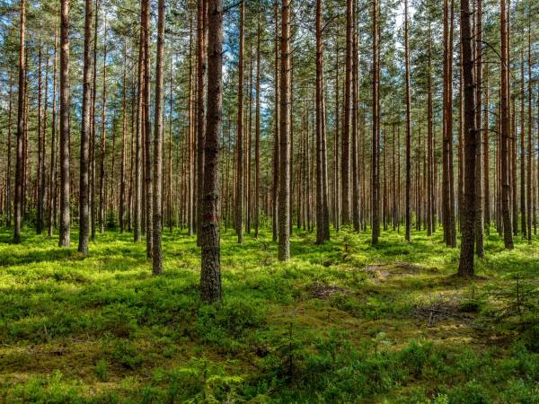 Wpadnij do lasu , domki nad jeziorem 