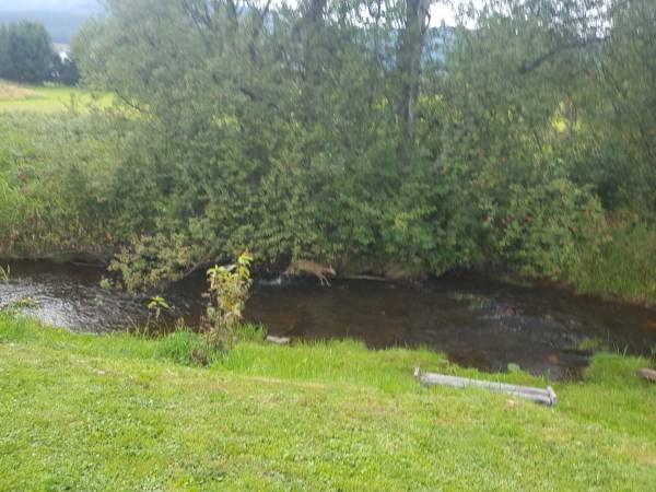 Apartamenty Dzika Orlica