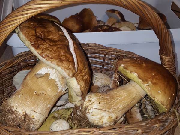 Apartamenty Dzika Orlica