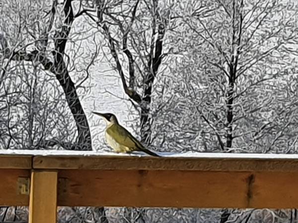 Apartamenty Dzika Orlica