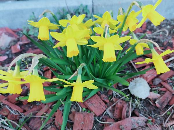 wiosna w naszym ogrodzie