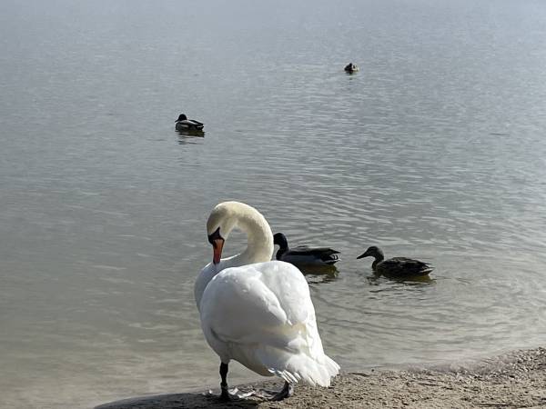 Domki letniskowe Reset