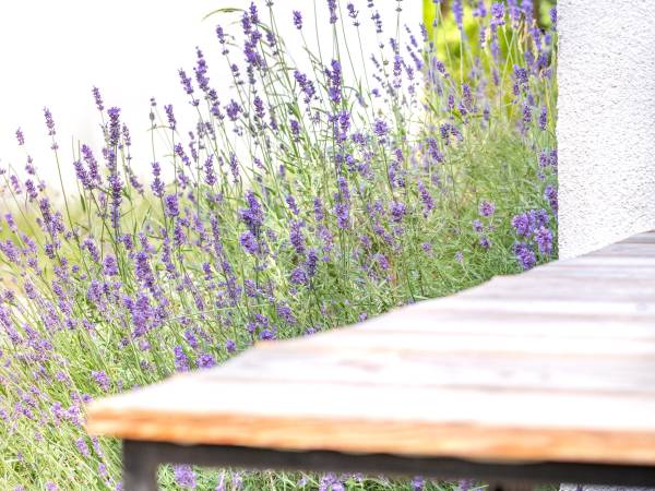 Ośrodek Wypoczynkowy Swallow