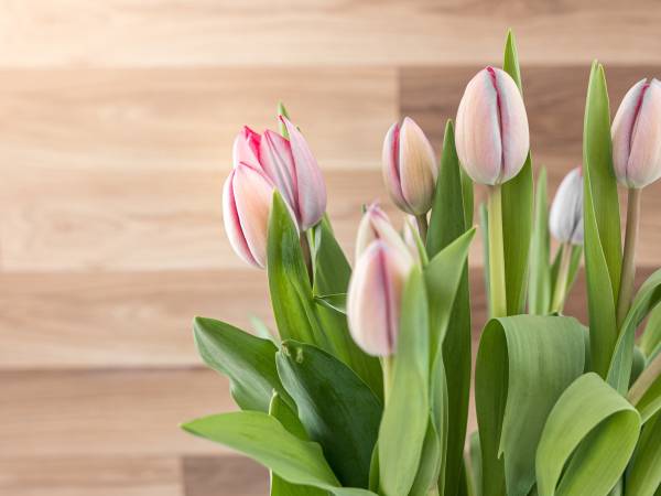 Ośrodek Wypoczynkowy Swallow