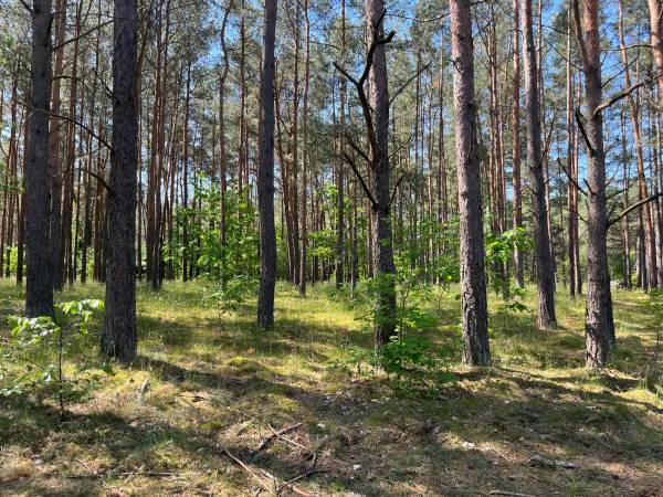 Zagajnik w Kocanówce, hamak i książka - masz lepszy pomysł?