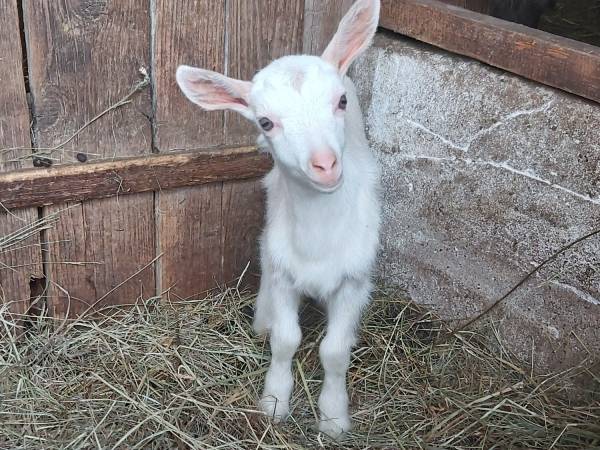Wiejskie podwórze Ekologiczne gospodarstwo agroturystyczne
