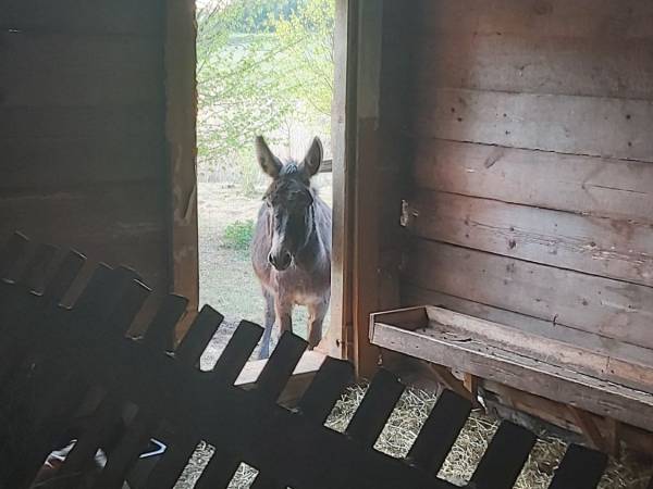 Wiejskie podwórze Ekologiczne gospodarstwo agroturystyczne