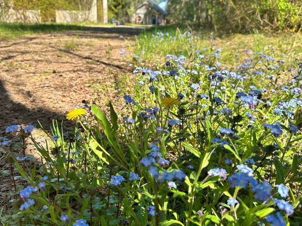 Niezapominajki z widokiem na Czerwony Domek