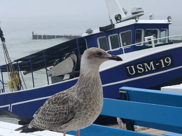 Domki letniskowe - Stały Ląd