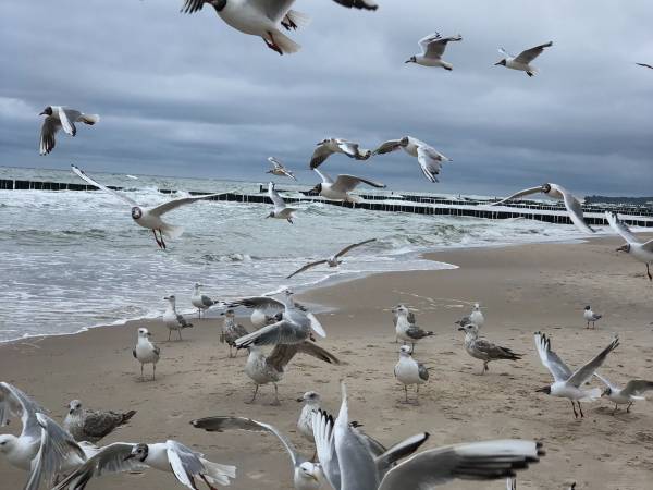 Domki letniskowe - Stały Ląd