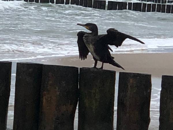 Domki letniskowe - Stały Ląd