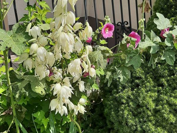 Willa Mazowiecka - Jantar