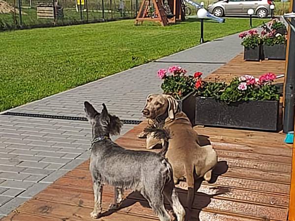 Akceptujemy zwierzęta 