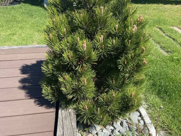 Lawendowe Domki- z basenem 