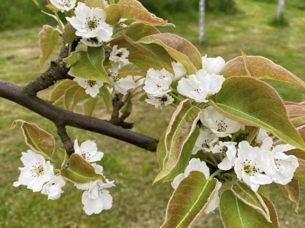 Domek Leniuchowo Rabka-Zdrój 