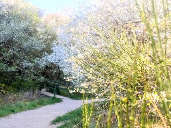 Droga Rezerwatem na plażę 