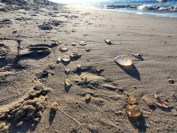 Apartament Morska Bryza Baltic Park Pogorzelica