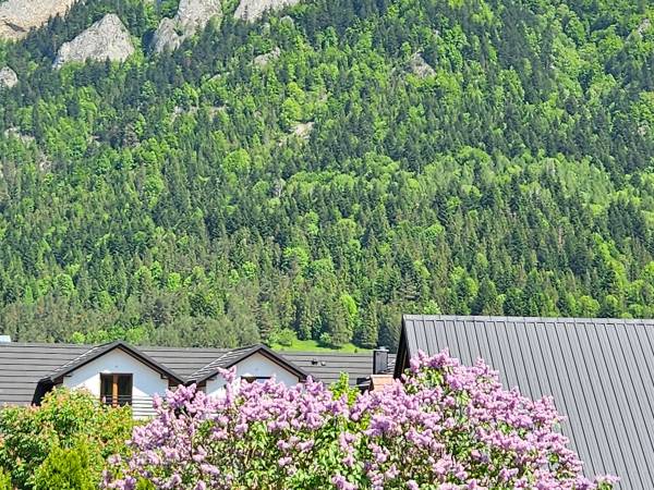 Zapach bzu za oknami