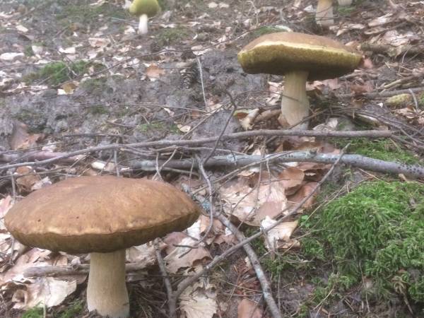 Jantar Piaskowy Zaułek