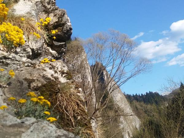 Przełom Dunajca wiosną