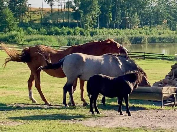 Gospodarstwo Agroturystyczne Maryśka 