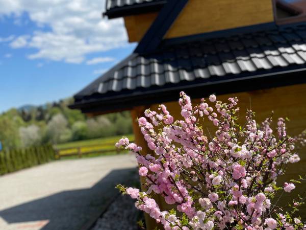 chatki całorczne- zewnątrz