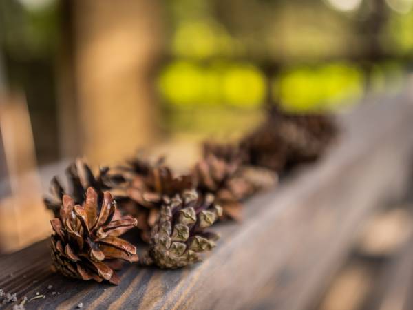 Zagajnik Białowieża