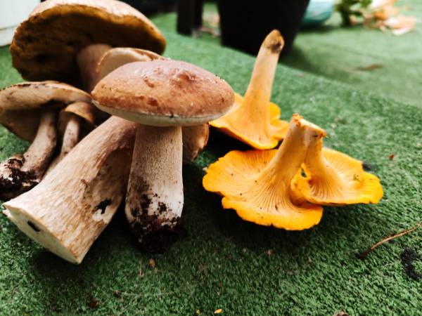 Grzyby z pobliskiego lasu - Lipiec 2022