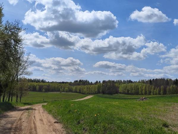 Widok na las z naszej działki
