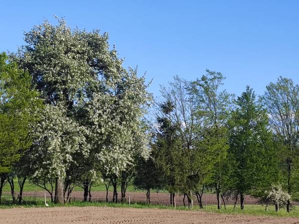 Widok na sad z działki