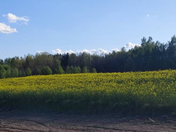 Widok na pole za działką