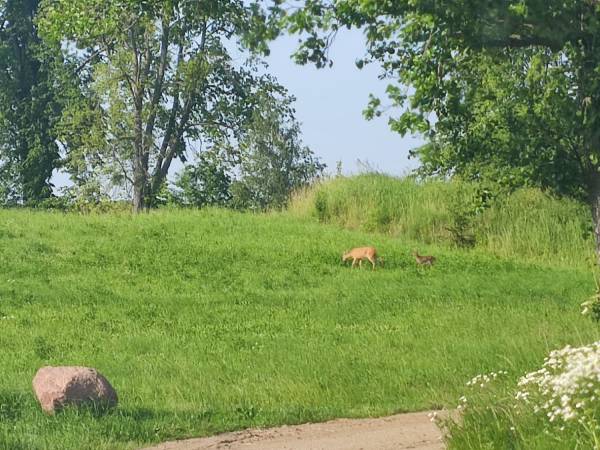 I inni goście - kilka razy w tygodniu