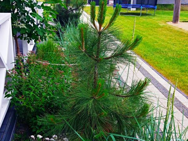 Domki Letniskowe- Linowe Domki