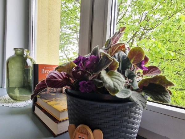 Powiatowy Instytut Kultury