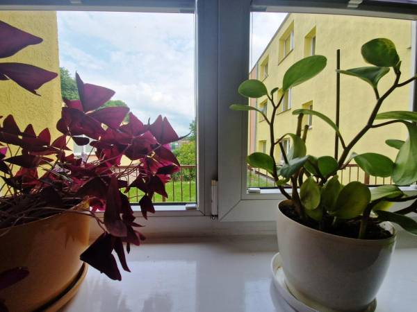 Powiatowy Instytut Kultury