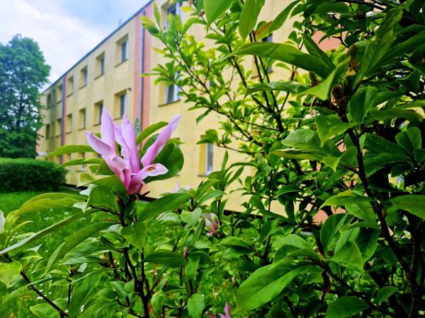 Powiatowy Instytut Kultury