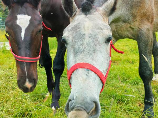 Domki "Na Dziedzinie" z Gorącą Balią