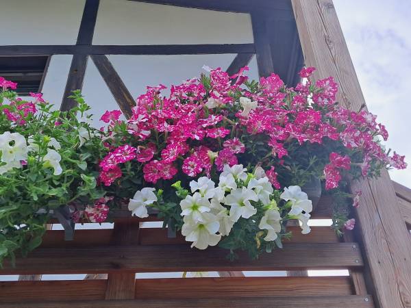 Pokoje gościnne Neptun