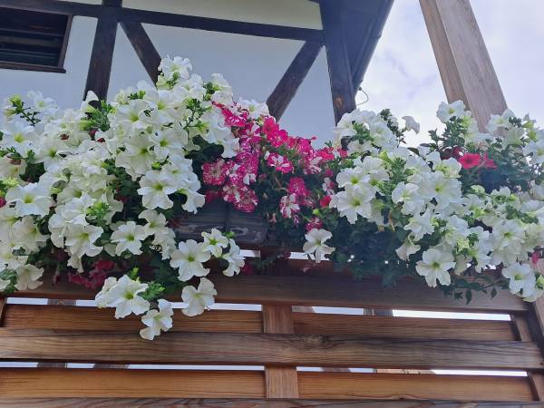 Pokoje gościnne Neptun