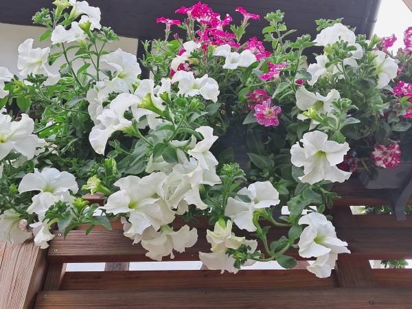 Pokoje gościnne Neptun