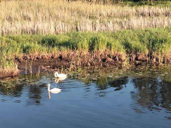 Zielony Domek Nad Biebrzą