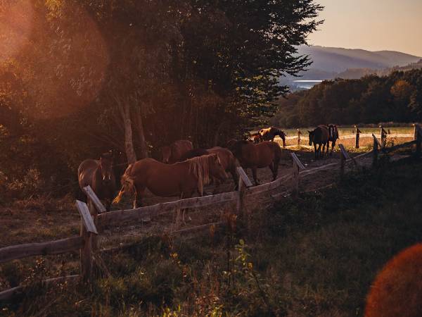 Całoroczny Domek z widokiem na jezioro