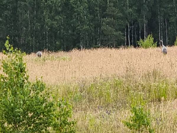 Domki letniskowe Przy Kasztanie